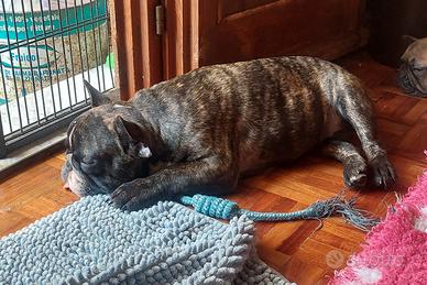 Cucciolone di bouldogue francese con pedigree enci