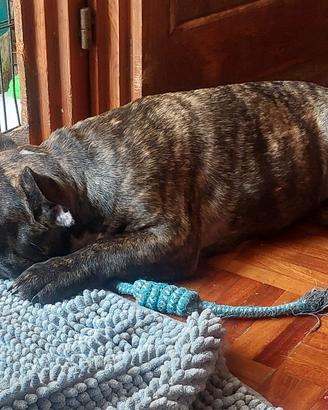 Cucciolone di bouldogue francese con pedigree enci