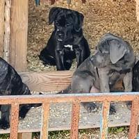 Cuccioli cani corso pregiati