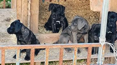 Cuccioli cani corso pregiati