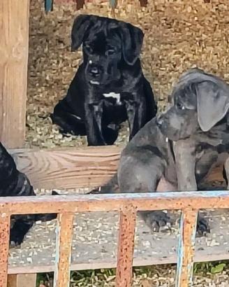 Cuccioli cani corso pregiati