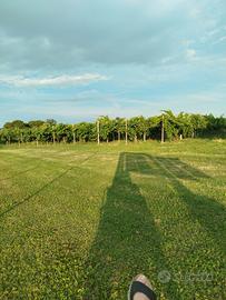 vigneto Prosecco/Verduzzo circa 10.000mq