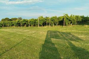 vigneto Prosecco/Verduzzo circa 10.000mq