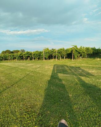 vigneto Prosecco/Verduzzo circa 10.000mq