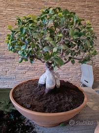BONSAI FICUS 