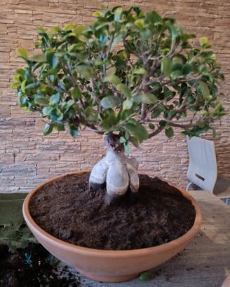 BONSAI FICUS 