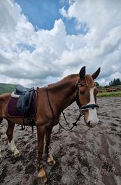 Cavallo KWPN