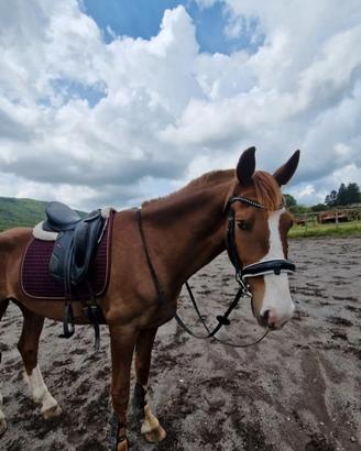 Cavallo KWPN