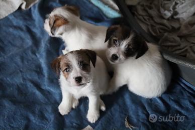 Jack russel terrier  pelo ruvido