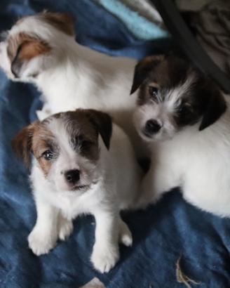 Jack russel terrier  pelo ruvido