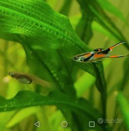 Guppy Endler Maschi Femmine Avannotti