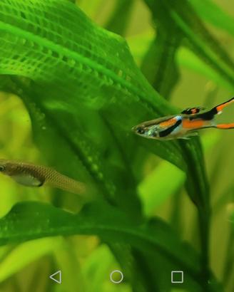 Guppy Endler Maschi Femmine Avannotti