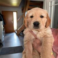 Golden Retriever cuccioli con Pedigree Italiano