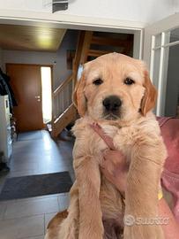 Golden Retriever cuccioli con Pedigree Italiano