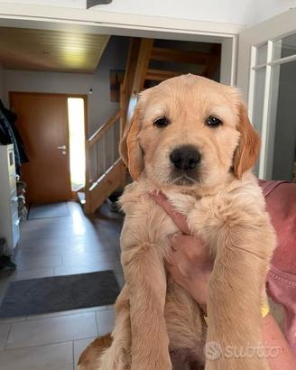 Golden Retriever cuccioli