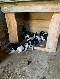 Cani da tartufo