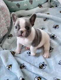 Bulldog francese bianco e blu esotico