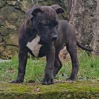 Cucciolo pitbull