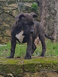 Cucciolo pitbull