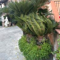 Cycas