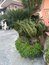 Cycas