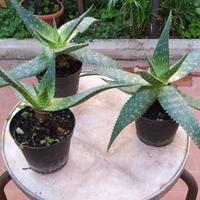 Aloe in vaso