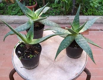 Aloe in vaso