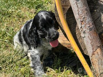 Cocker
