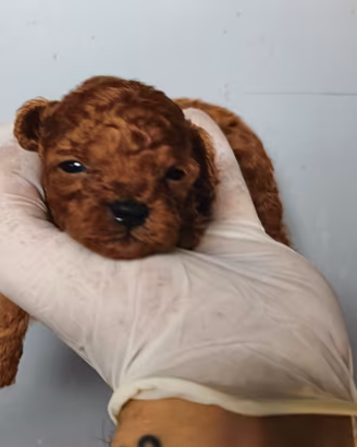 Barboncino Toy Red con pedigree enci