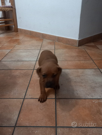 Cuccioli di pittbull