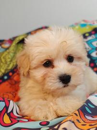 Maltipoo cuccioli maschi coreani