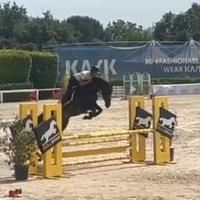 Super cavalla 5 anni da salto o completo