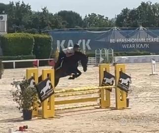 Super cavalla 5 anni da salto o completo