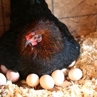 Galline titine covatutto
