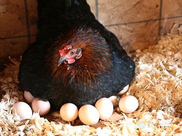 Galline titine covatutto