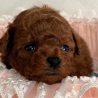 Barboncini mini toy red intenso asiatici