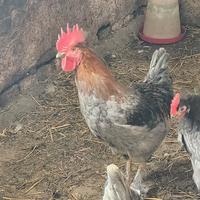 Galletti Marans