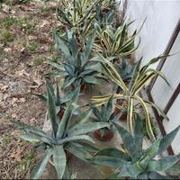 Pianta Agave