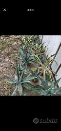 Pianta Agave
