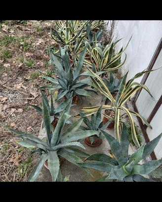 Pianta Agave