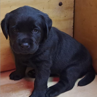 Cuccioli di labrador retriever con pedigree