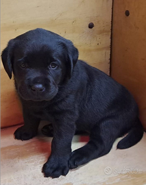 Cuccioli di labrador retriever con pedigree