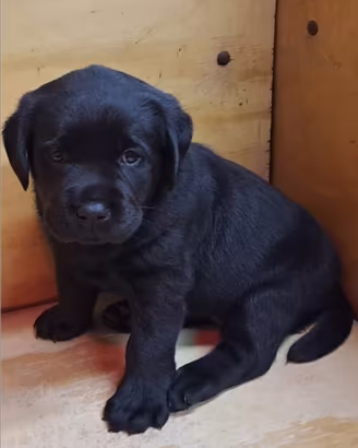 Cuccioli di labrador retriever con pedigree