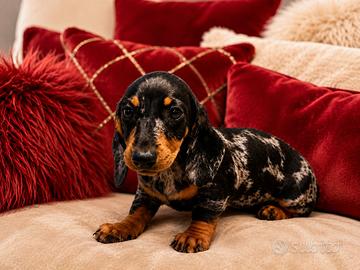 Cucciola bassotto arleccino silver