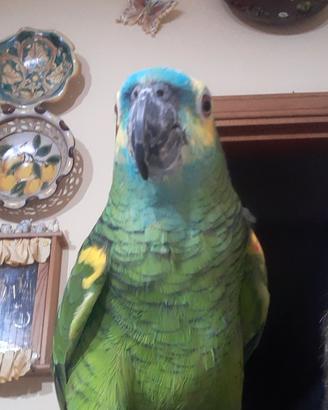 Animali