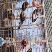 Cocoriti canarini esotici