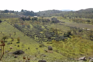 Uliveto e mandorleto