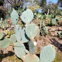 Opuntia piante grasse