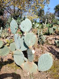 Opuntia piante grasse
