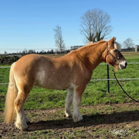 Quarter Haflinger Paint